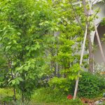 熊谷市の植栽事例｜山取りの木を使ったナチュラルな庭
