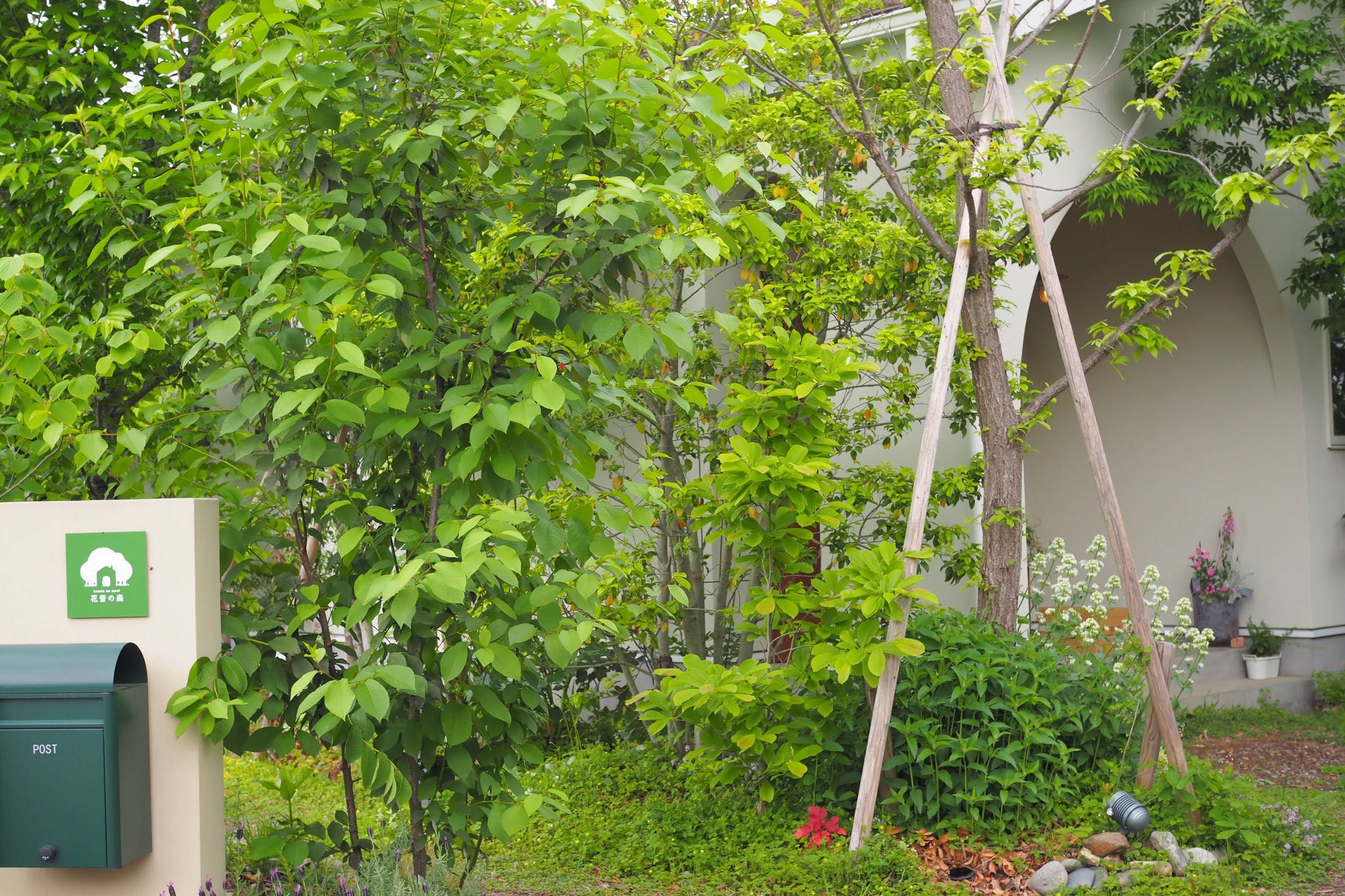 熊谷市の植栽事例｜山取りの木を使ったナチュラルな庭