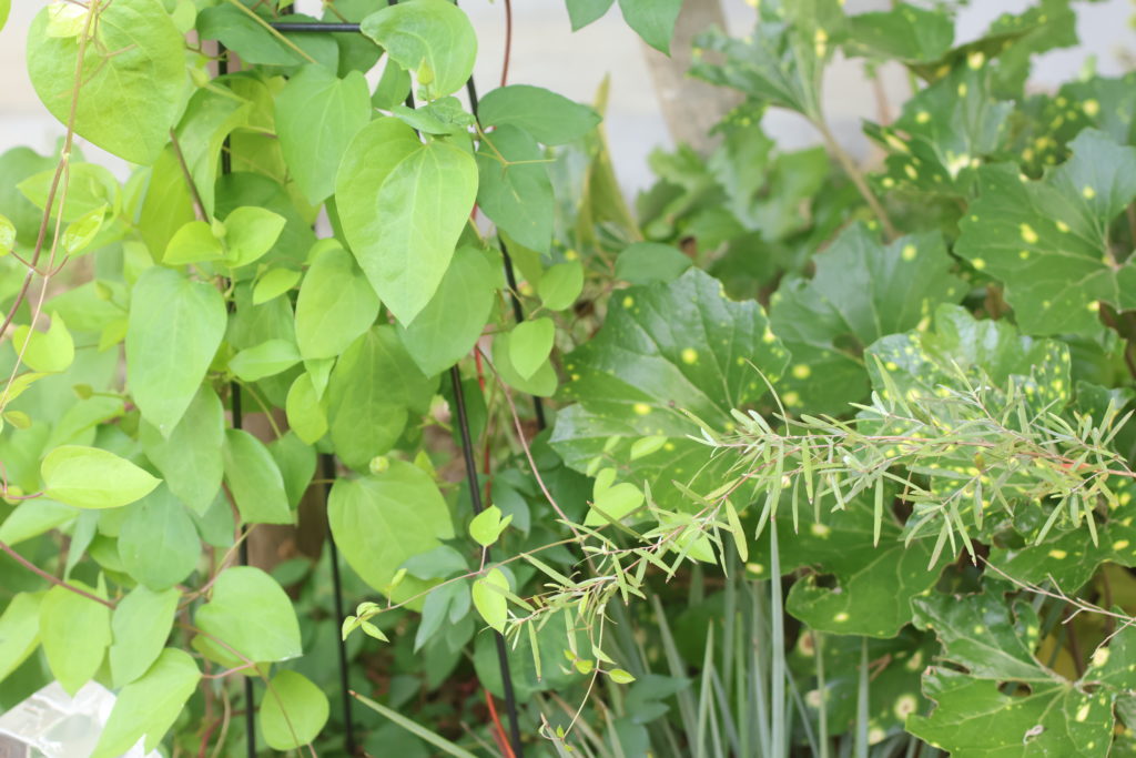 【熊谷市】庭づくりを成功させるために｜夏のうちに決めておきたい3つのこと