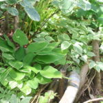 熊谷市の庭づくり。木陰ができて涼しく過ごせる庭