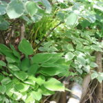 熊谷の庭づくりは夏が勝負｜暑い季節でもできることとおすすめの進め方