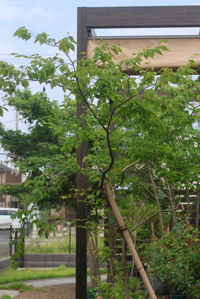 熊谷市 庭の暑さ対策 パーゴラシェードと植栽