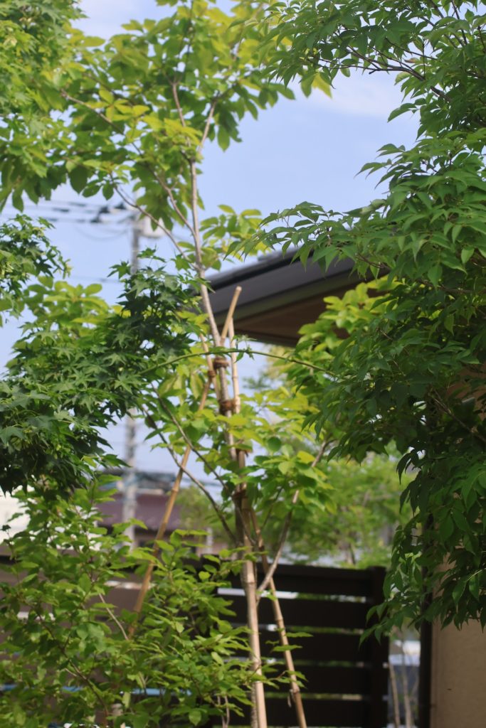 熊谷市 庭の暑さ対策 パーゴラシェードと植栽