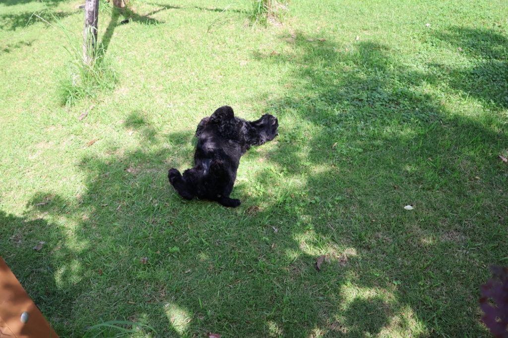 愛犬のための庭づくり熊谷市