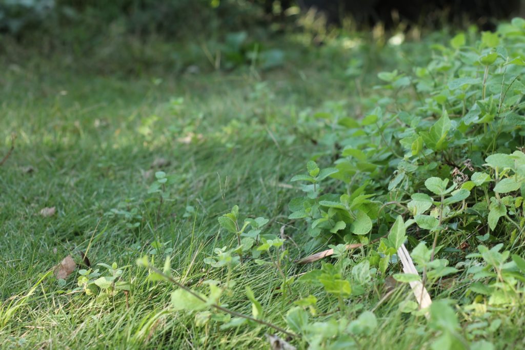 熊谷市で庭の雑草対策をお考えの方へ｜花音の森の施工例
