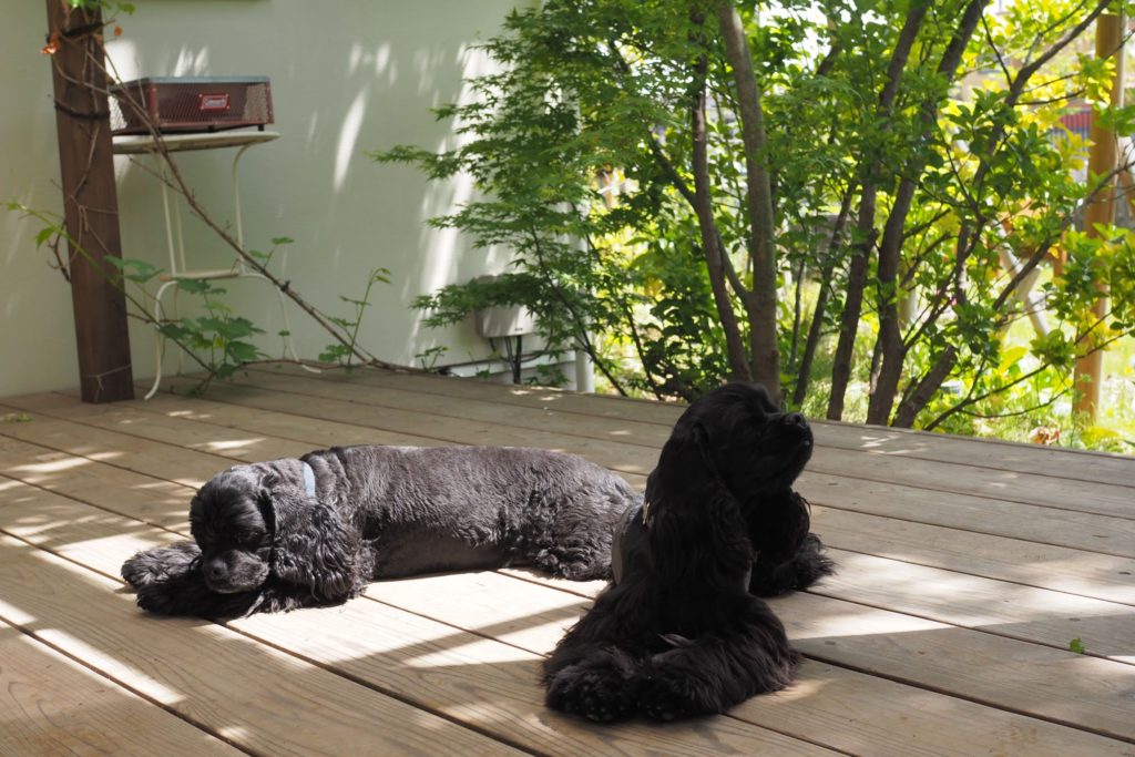 犬が遊べる庭づくり｜熊谷市で安心と快適を叶える方法