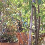 土がない場所でもできるプランター植栽｜熊谷市・星川に木陰をつくる涼しい空間デザイン事例