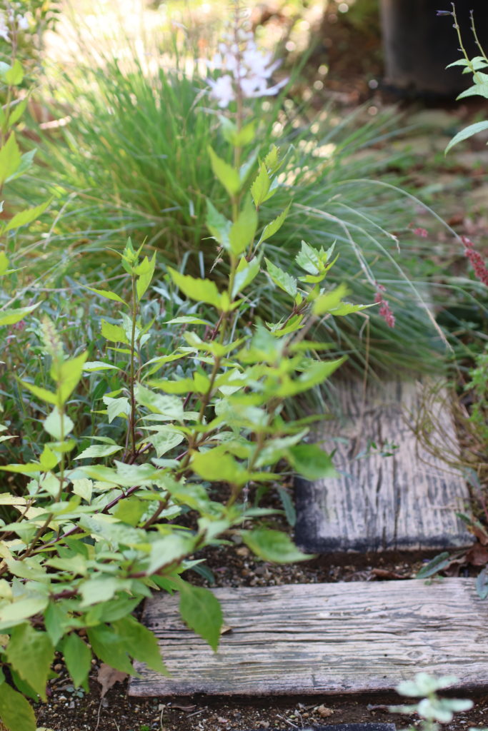 熊谷の庭で蛇を見かけたときの対処法