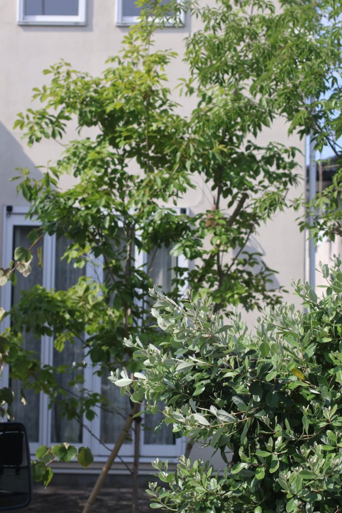 深谷市T様邸 庭リフォーム施工例 落葉樹と宿根草のナチュラルガーデン