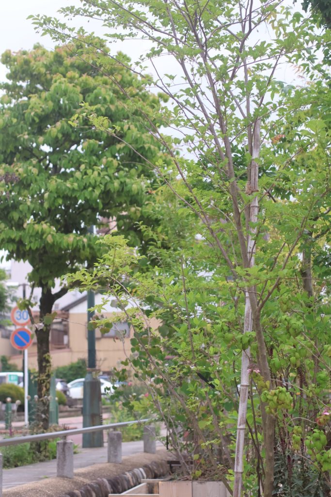 庭の植え付け、いつ頼むのが正解？熊谷エリアのベストタイミング