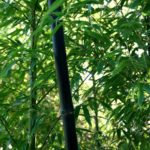 黒竹を植えたら大変なことになった話|深谷の庭リフォーム施工例