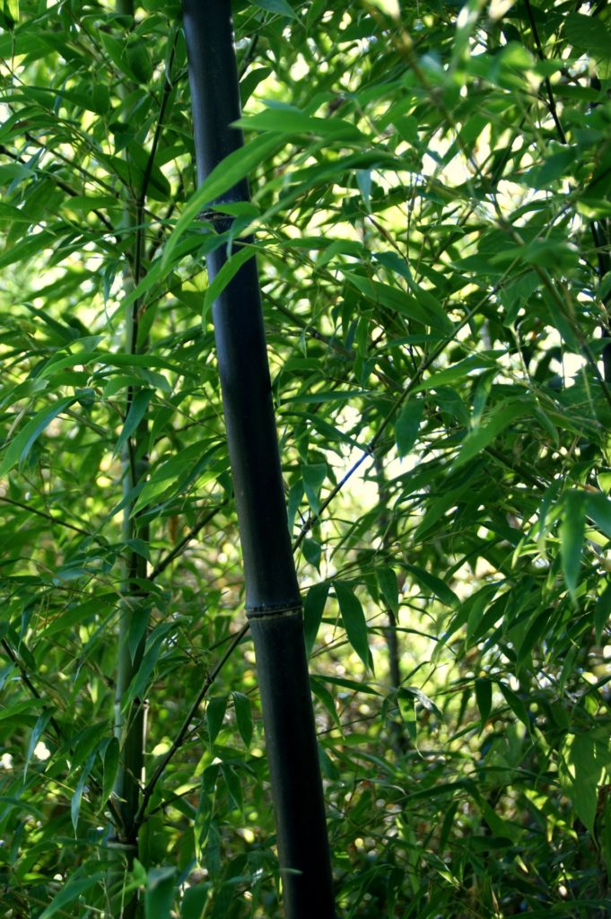 黒竹を植えたら大変なことになった話｜深谷の庭リフォーム施工例