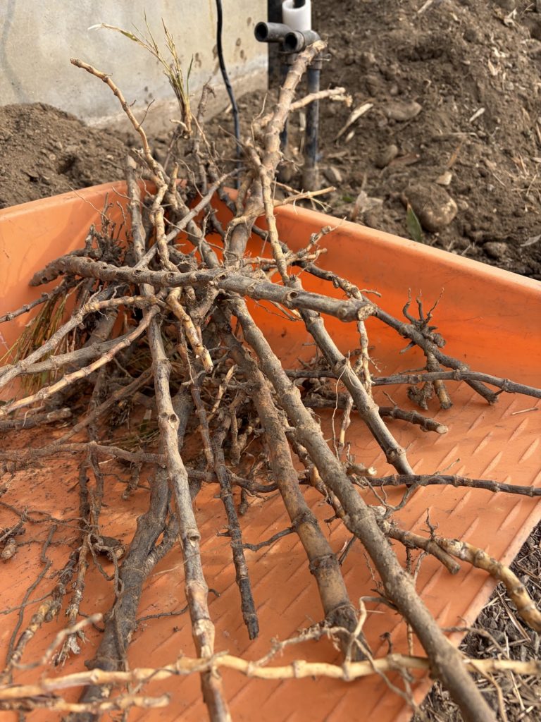 黒竹を植えたら大変なことになった話｜深谷の庭リフォーム施工例